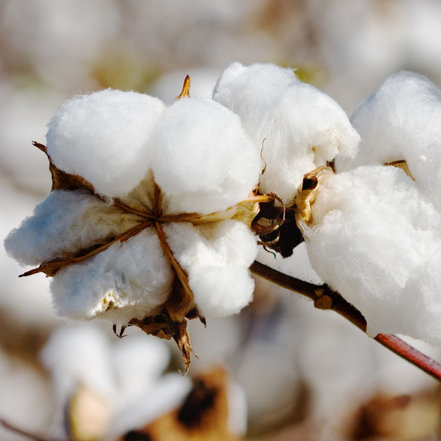 国内涤纶短纤市场行情:报价不多(02.08)
