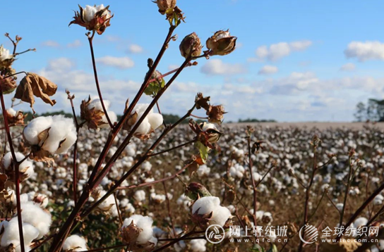 1号站注册登录多哥将打造棉纺织全产业链体系 昇非一体化产业园将扮演关键角色